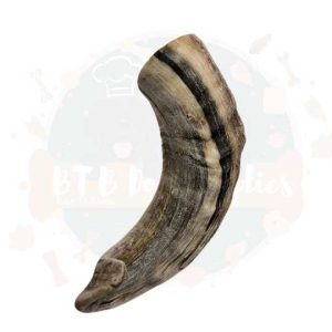 Lamb / Ram Horn 1pc