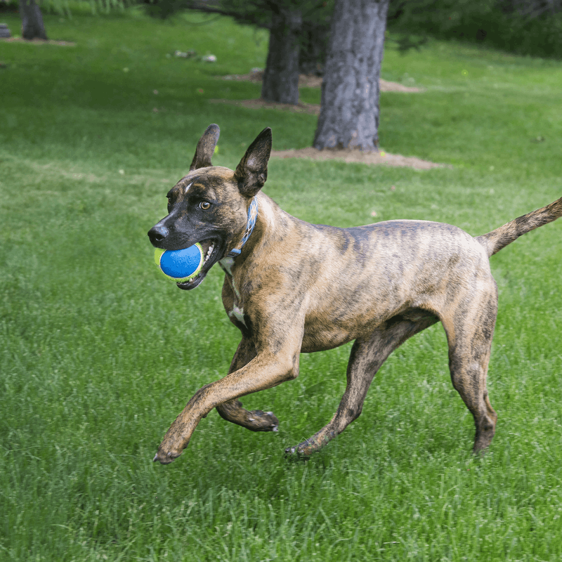 KONG Squeakair Ultra Tennis Ball Medium 3pk - Image 3