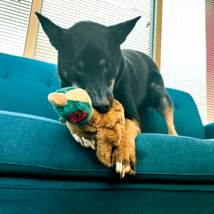 KONG Wild Low Stuff Pheasant Medium