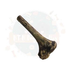 Ostrich Tibia Bone
