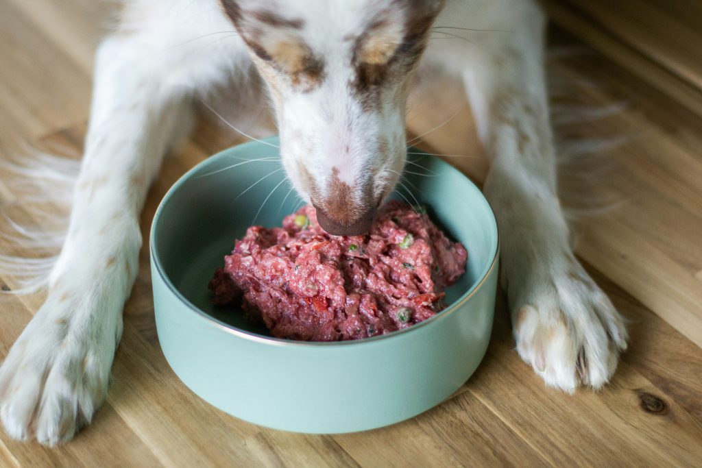 Raw feeding dogs in Gloucestershire